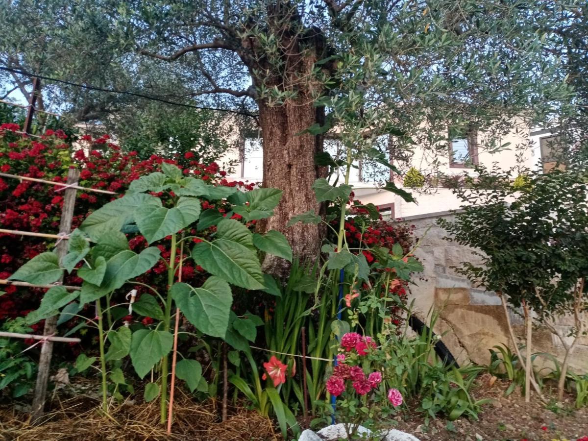 Apartmani Bosco Tivat Zewnętrze zdjęcie